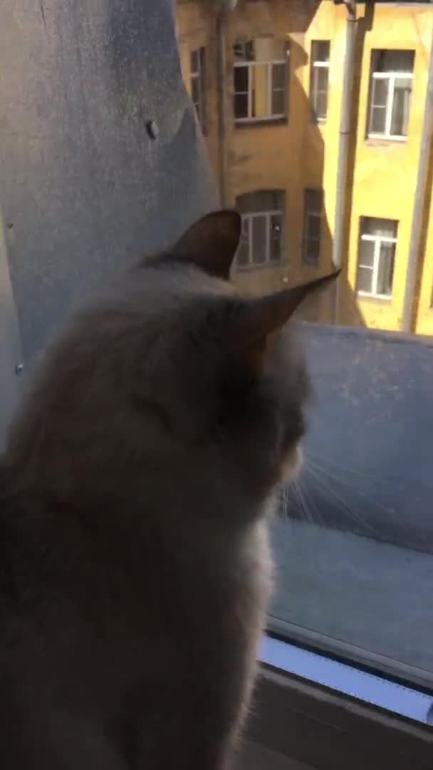 Thai Siberian Cats Watch Bird Window Pecks Food Flies Away — Stock Video