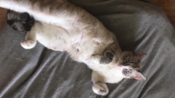Thajská Kočka Modrýma Očima Leží Fazolovém Křesle Břichem Vzhůru Vertikální — Stock video