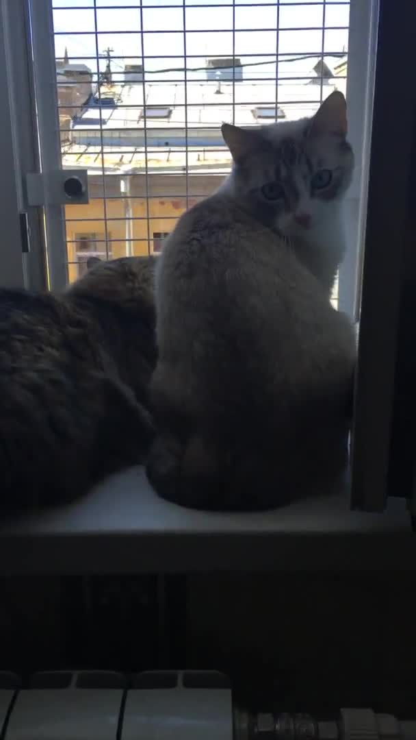 Eine Thailändische Katze Blickt Zimmer Zurück Während Eine Sibirische Katze — Stockvideo