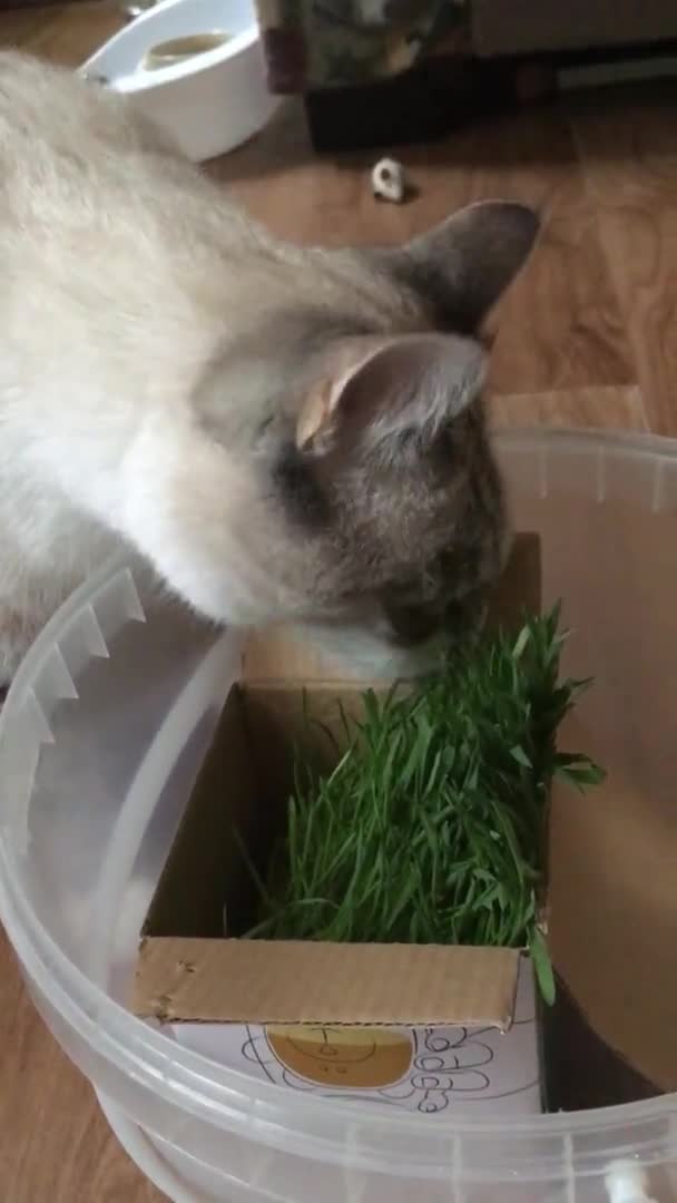 Thai Cat Eats Sprouted Oats Vertical Video — Stock Video