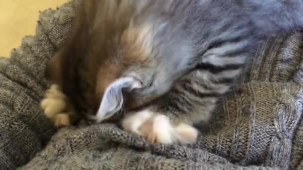 Een Kleine Tabby Kitten Probeert Zuigen Melk Uit Een Wollen — Stockvideo
