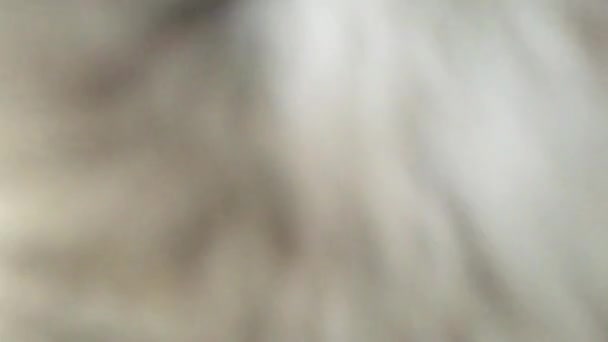 Piccolo Simpatico Gatto Tabby Gioca Con Fotocamera — Video Stock