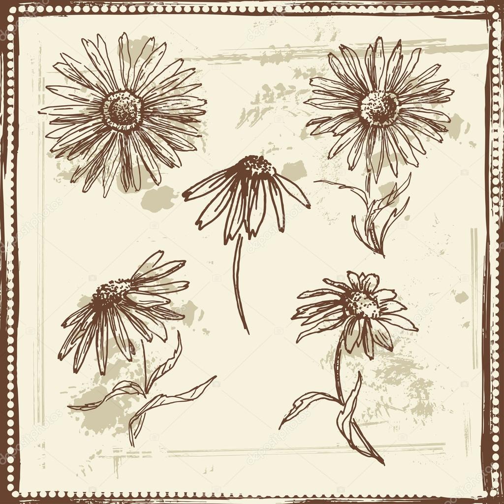 Hand drawn sketch of  daisies