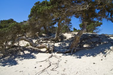 Ardıç