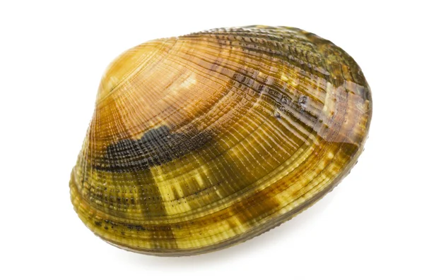 Live clams — Stock Photo, Image