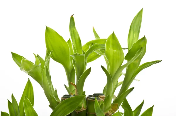 Een gelukkige bamboe plant — Stockfoto