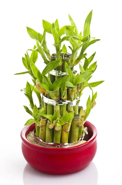 Uma planta de bambu sorte — Fotografia de Stock