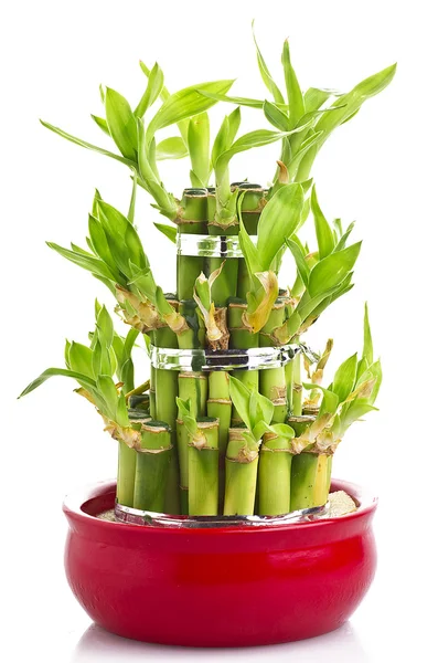 Uma planta de bambu sorte — Fotografia de Stock