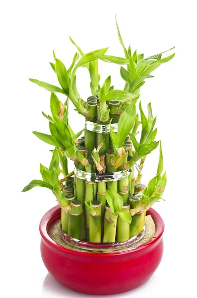 Una planta de bambú con suerte —  Fotos de Stock