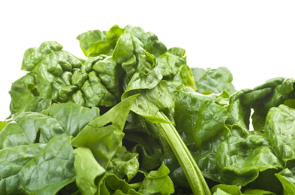 Spinach — Stock Photo, Image