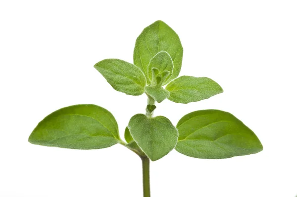 Marjoram leaves — Stock Photo, Image