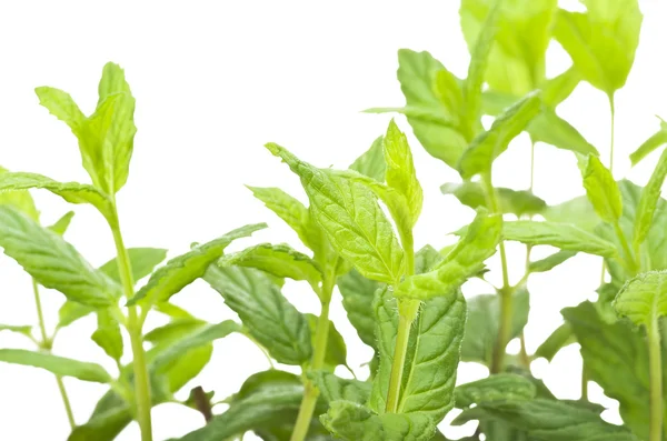 Mint leaves — Stock Photo, Image