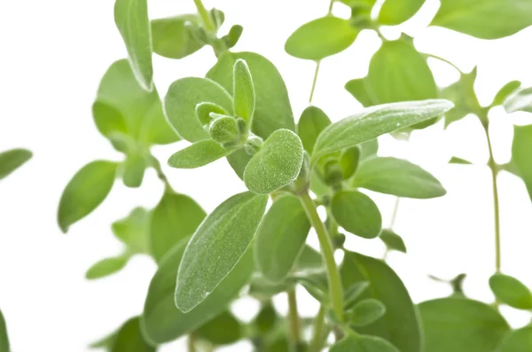 Oregano — Stock Photo, Image