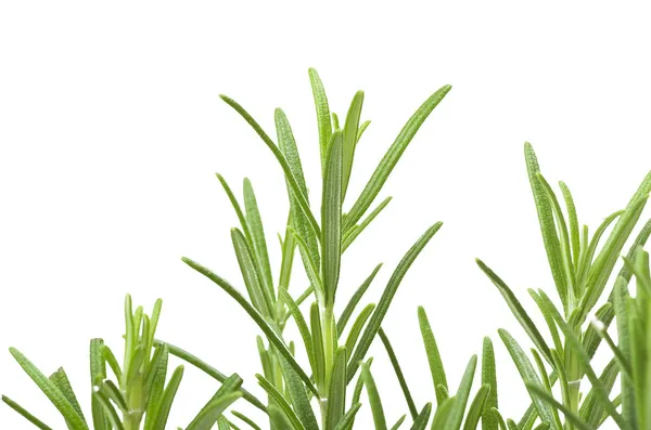 Rosemary — Stock Photo, Image