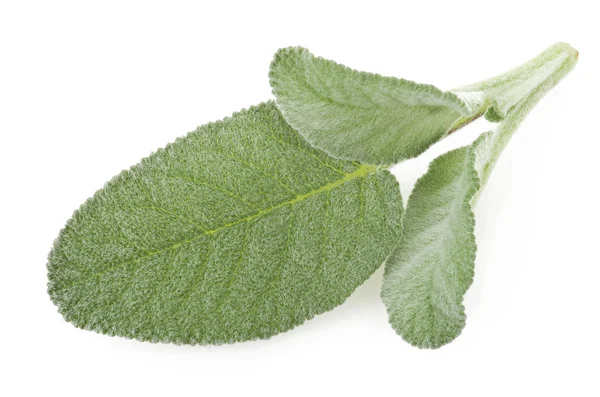 Fresh leaves of sage — Stock Photo, Image