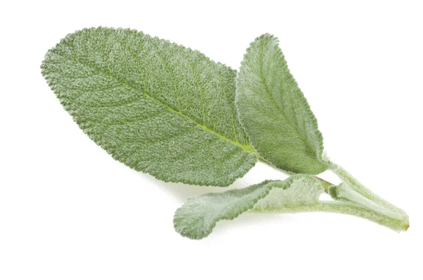 Färska blad av salvia — Stockfoto