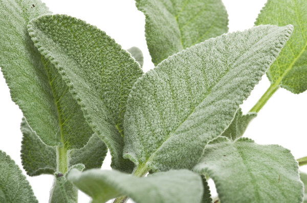 Свежие листья шалфея
