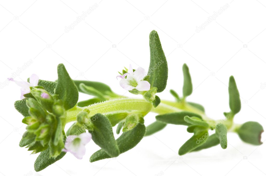 Leaves and flowers of thyme — Stock Photo © Orlando.B 27633893