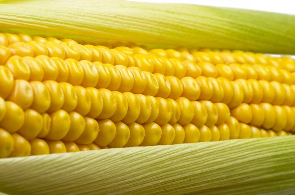 Fresh corn cobs — Stock Photo, Image