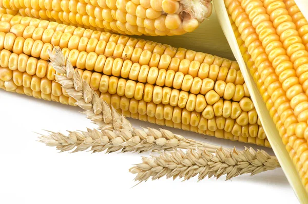 Fresh corn cobs — Stock Photo, Image