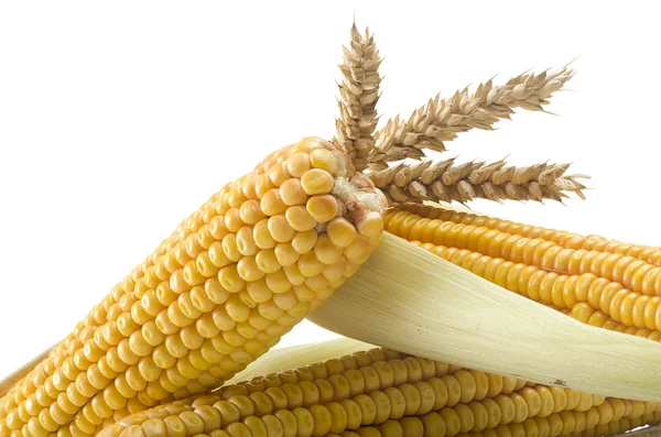 Fresh corn cobs — Stock Photo, Image