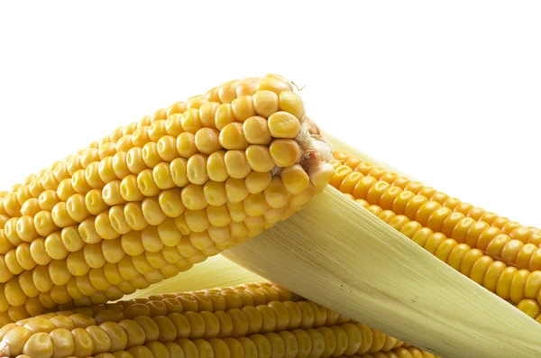 Fresh corn cobs — Stock Photo, Image