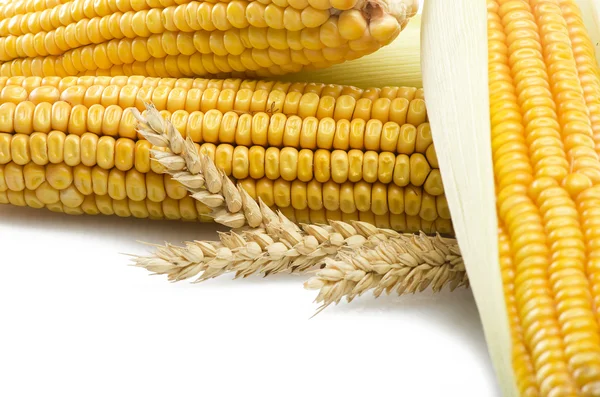 Fresh corn cobs close — Stock Photo, Image