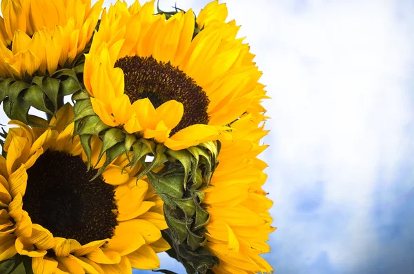 Sonnenblumen — Stockfoto