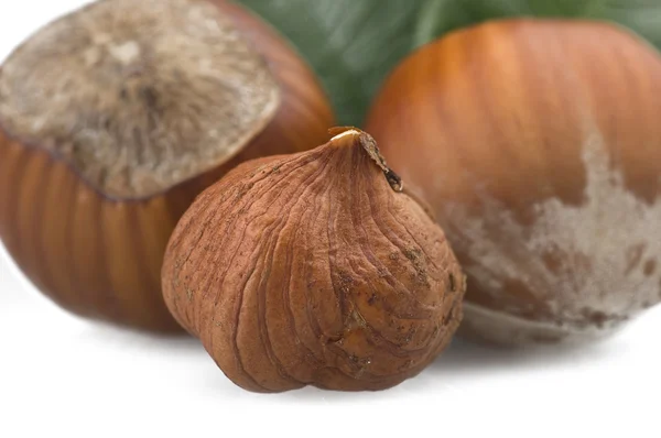 Hazelnuts — Stock fotografie