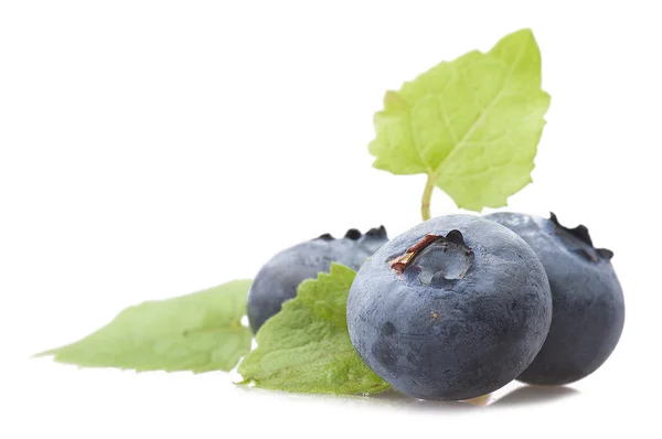 Frische Blaubeeren — Stockfoto