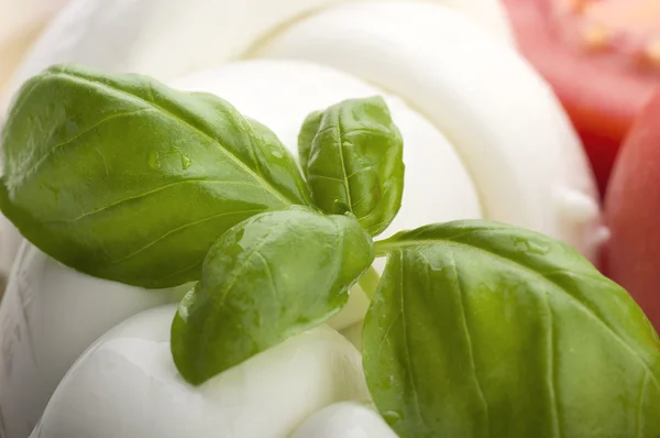 Mozzarella tomatoes and fresh salad — Stock Photo, Image