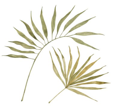 Palmiye yeşili renkli gerçekçi yapraklar. Suluboya, izole bir nesne. Tatil tekstil tasarımı, düğün davetiyesi ve doğum günü kartları için botanik illüstrasyon.