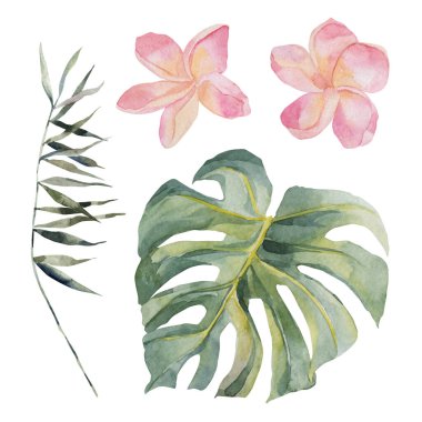 Plumeria, palmiye yaprağı, canavar. Tropikal Hawaii bitkileriyle dolu. Suluboya renkli bitkiler. Nesne beyaz arka planda izole edildi. Tekstil, ambalaj kağıdı, düğün kartları, arka planlar..