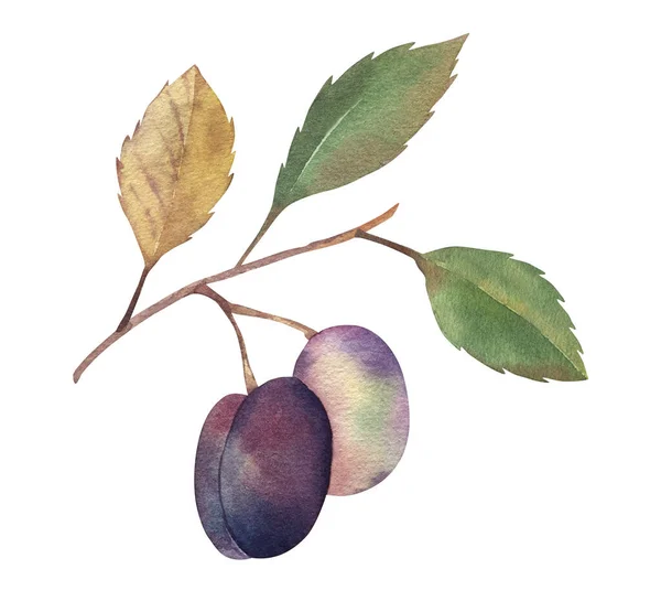 Plommon gren. Akvarell Handritade botaniska illustrationer lila frukter och gröna blad. Isolerad på vit bakgrund. . Mat, sommarsäsong. För formgivning av förpackningar, textil, kök, slitage. — Stockfoto