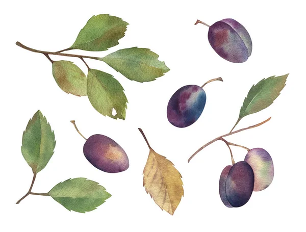 Akvarellgrenar av plommonträd med blå plommon och gröna blad. Isolerad på vit bakgrund. Handritad illustration. Mat, sommarsäsong. För förpackningsdesign, textil, kök, slitage. — Stockfoto