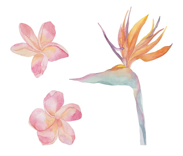 Strelitzia, plumeria. Conjunto com plantas exóticas tropicais brilhantes. Aquarela flores coloridas. Objeto isolado sobre fundo branco. Conjunto para têxteis, papel de embrulho, fundos. — Fotografia de Stock