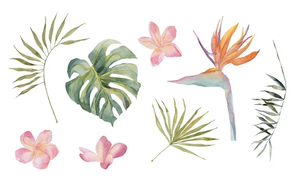 Strelitzia, plumeria, monstera, palm leaves. Tropical jungle plants. Watercolor hand drawn colorful set. Object isolated on white background. For textile, design, backgrounds.