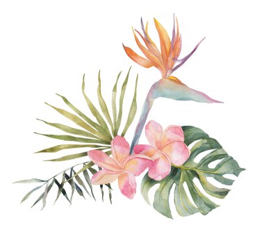 Strelitzia, plumeria, canavar, palmiye yaprağı. Suluboya El, botanik çizimler yaptı. Beyaz arka planda izole edilmiş. Yaz plajı baskısı. Tasarım için, tekstil için, giyin.