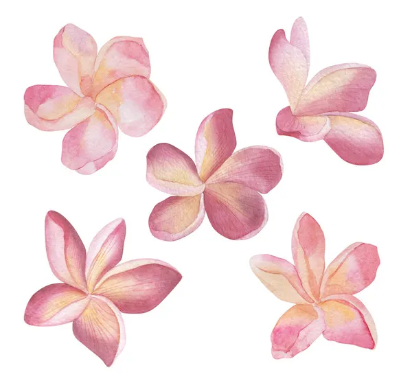 Plumeria bloemen. Aquarel handgemaakte bloemen Botanische illustratie. Geïsoleerde witte achtergrond. Voor bruiloft, uitnodiging, Valentijnskaarten — Stockfoto