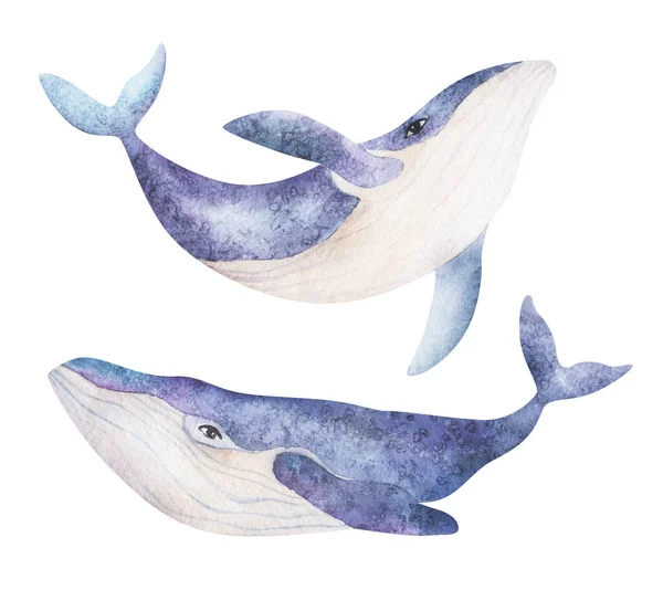 Aquarell niedliche lila Wale auf weißem Hintergrund. Sea Animal Hand zeichnen Kunst Illustration. Grafik für Stoff, T-Shirt, Postkarte, Grußkarte, Buch, Kinderposter, Aufkleber. — Stockfoto