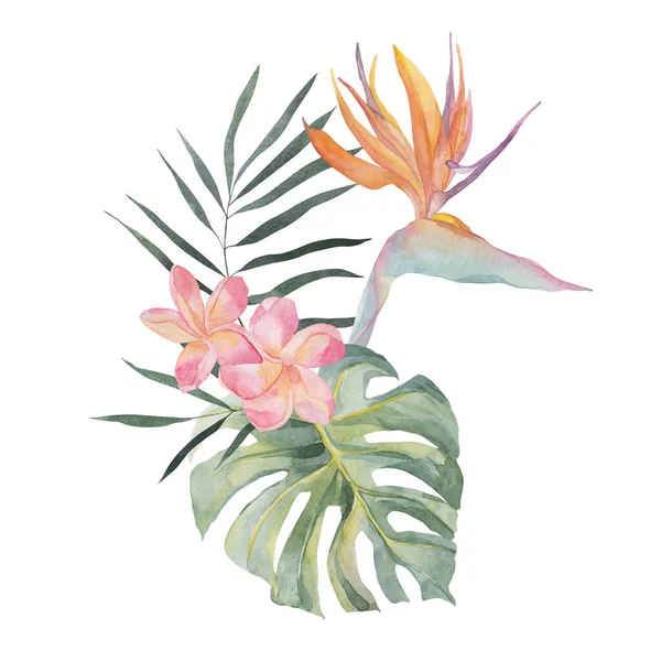 Strelitzia Plumeria Monstera Foglia Palma Acquerello Illustrazioni Botaniche Disegnate Mano — Foto Stock