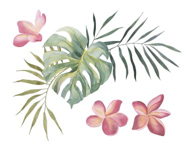 Plumeria, canavar, palmiye yaprağı. Tropik egzotik bitkiler seti. Suluboya renkli çiçekler. Nesne beyaz arka planda izole edildi. Tekstil, tasarım, arkaplan için ayarlandı