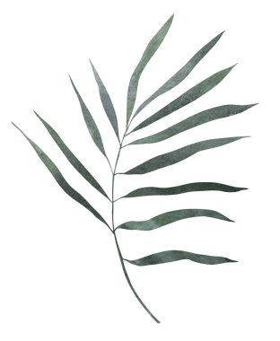 Avuç içi yeşili renkli yapraklar. Suluboya, izole bir nesne. Yaz tasarımı, düğün davetiyesi ve doğum günü kartları için botanik illüstrasyon