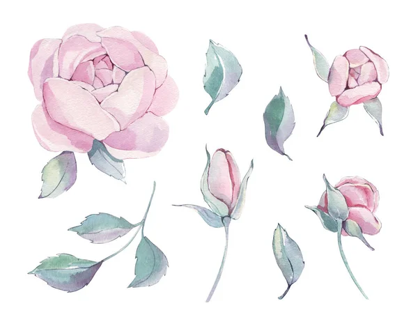 Akvarellszínű Bazsarózsa Virágos Elemek Beállítva Virágok Levelek Botanikai Illusztrációja Tárgyak — Stock Fotó