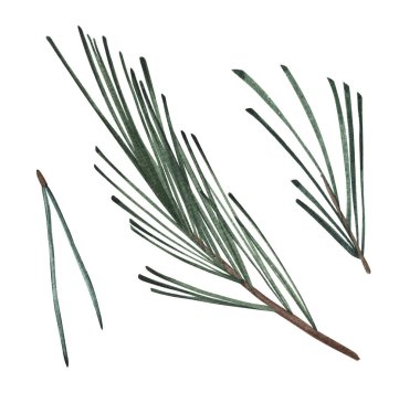 Böğürtlen ve kozalaklı yapraklarla suluboya dallar. Beyaz arka planda Noel yeşilliği boğuluyor. Bitkilerin illüstrasyonu. Yeni yıl kartları, şablonlar, tebrik kartları, grafik, poster, çıkartmalar için