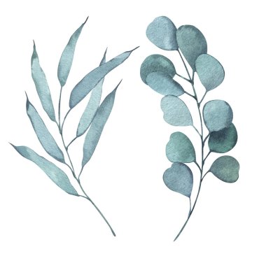 Suluboya yeşili, naneli okaliptüs yaprakları. Beyaz arka planda izole edilmiş. El çizimi çiçek çizimleri. Duvar kağıdı, kartpostal, baskı, davetiyeler, desenler, poster, ambalaj, çarşaf