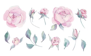 Suluboya şakayıklar. Çiçek elementleri ayarlandı. Çiçek ve yaprakların botanik çizimi. Beyaz arka planda izole edilmiş nesneler. Düğün, davetiye, hatıra defteri, duvar kağıdı, kartpostal, baskı için..