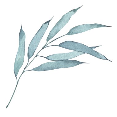 Suluboya yeşili, nane okaliptüs yaprağı. Beyaz arka planda izole edilmiş. El çizimi çiçek çizimleri. Duvar kağıdı, kartpostal, baskı, davetiyeler, desenler, poster, ambalaj, çarşaf