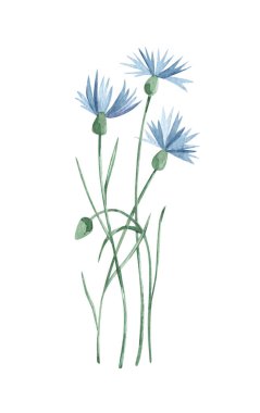 Suluboya botanik yaban çiçeği mavi centaurea. Elle çizilmiş doğal element beyaza izole edilmiş. Doğum günü, düğün kartı, davetiye, selamlama, Anneler Günü için. Tasarım logosu.