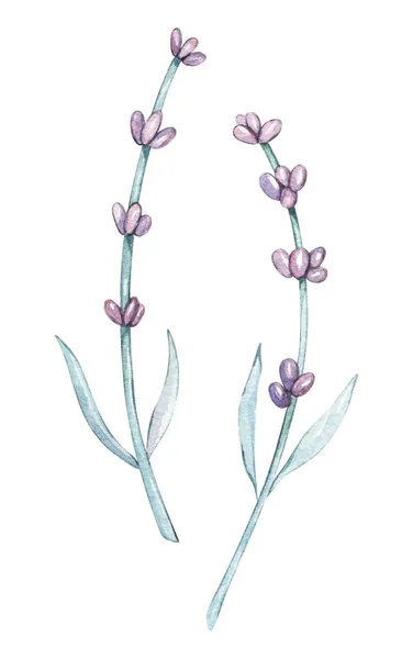 Akvarell lila Provence Lavendel blommor. Isolerad på vit bakgrund blommig illustration. För babydocka kläder, kläder, födelsedag, alla hjärtans dag kort, linne, inslagning, tapeter, inredning textil. — Stockfoto